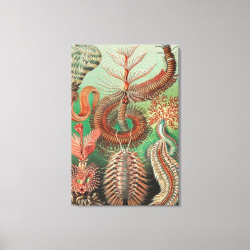 Worms Annelids Chaetopoda by Ernst Haeckel Canvas Print