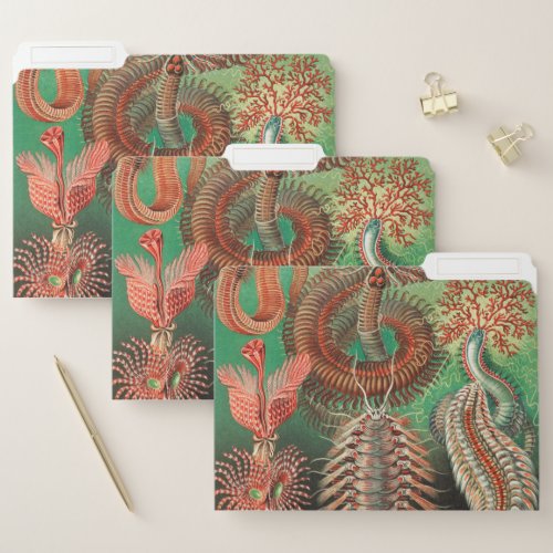 Worms Annelids Chaetopoda by Ernst Haeckel File Folder