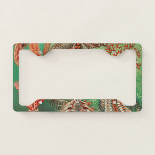 Worms, Annelids Chaetopoda by Ernst Haeckel License Plate Frame