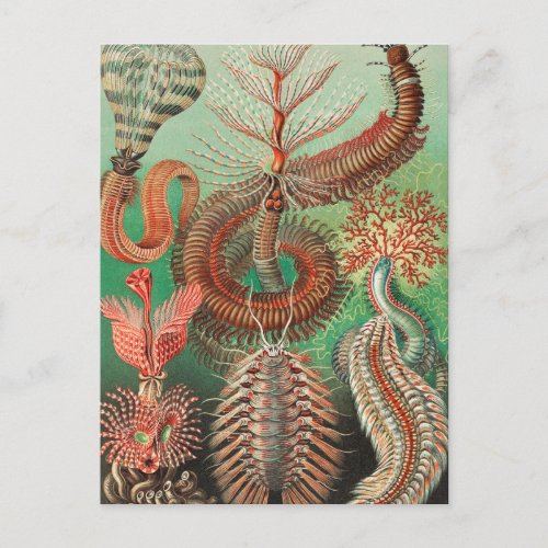 Worms Annelids Chaetopoda by Ernst Haeckel Postcard