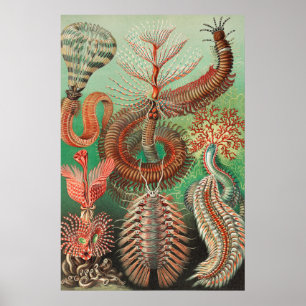 Worms, Annelids Chaetopoda by Ernst Haeckel Poster