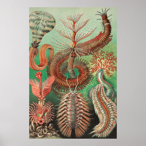 Worms Annelids Chaetopoda by Ernst Haeckel Poster