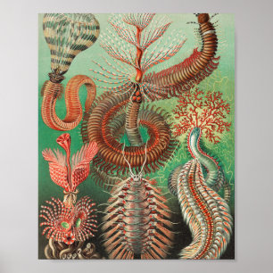 Worms, Annelids Chaetopoda by Ernst Haeckel Poster