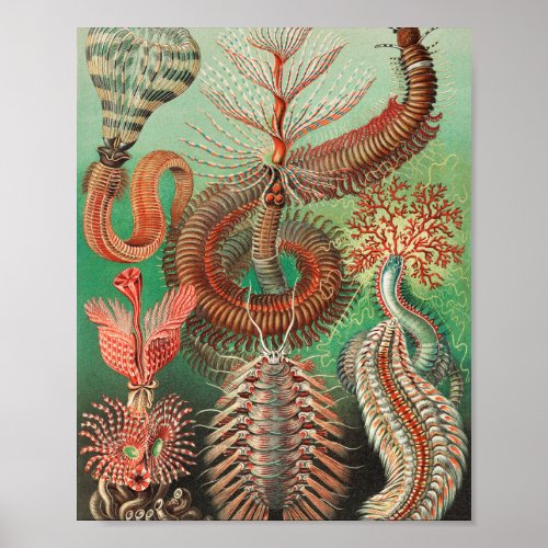 Worms Annelids Chaetopoda by Ernst Haeckel Poster