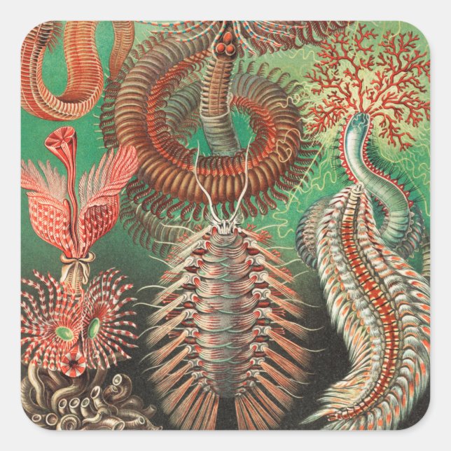 Worms, Annelids Chaetopoda by Ernst Haeckel Square Sticker (Front)