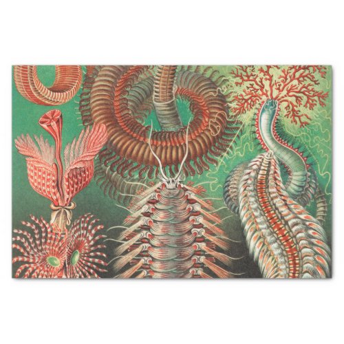 Worms Annelids Chaetopoda by Ernst Haeckel Tissue Paper