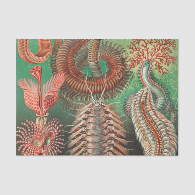 Worms, Annelids Chaetopoda by Ernst Haeckel Tissue Paper (Front)