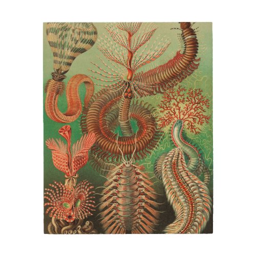 Worms Annelids Chaetopoda by Ernst Haeckel Wood Wall Art