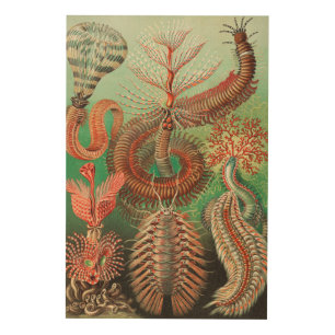 Worms, Annelids Chaetopoda by Ernst Haeckel Wood Wall Art