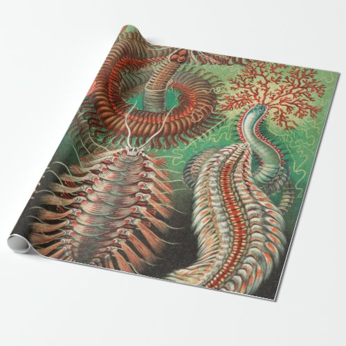 Worms Annelids Chaetopoda by Ernst Haeckel Wrapping Paper