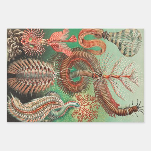 Worms Annelids Chaetopoda by Ernst Haeckel Wrapping Paper Sheets