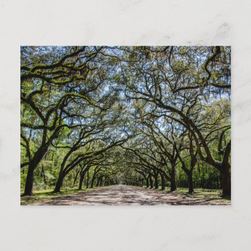 Wormsloe Historic Site Savannah Georgia Postcard