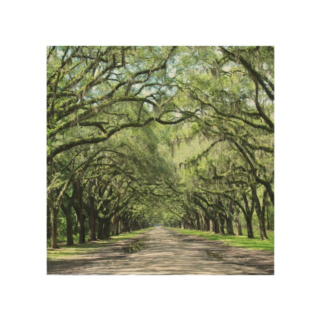 Wormsloe Plantation Trees Wood Art (Front)