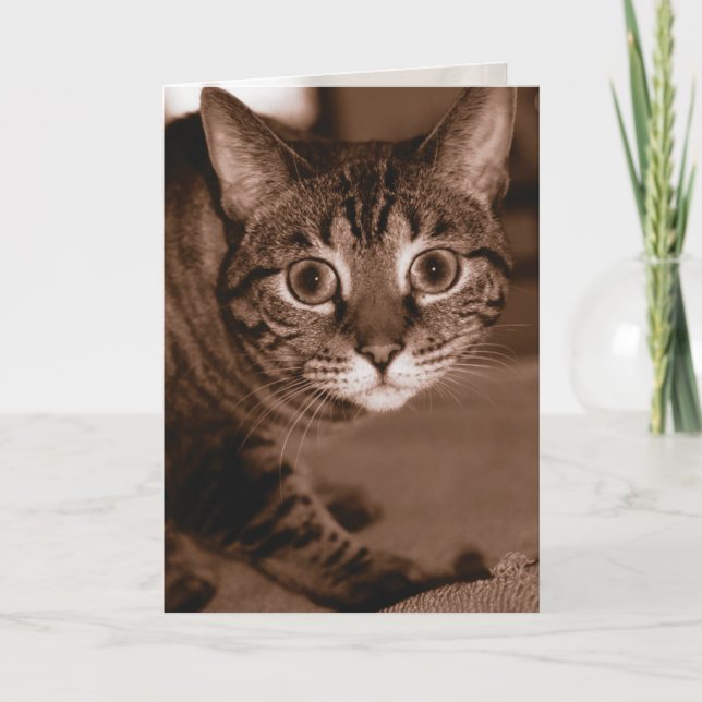 Worried Cat Card (Front)