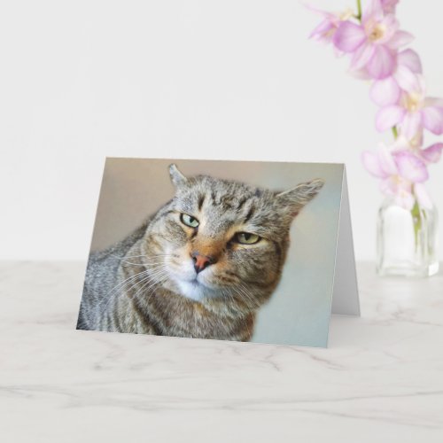 Worried Concerned Cat Get Well Card