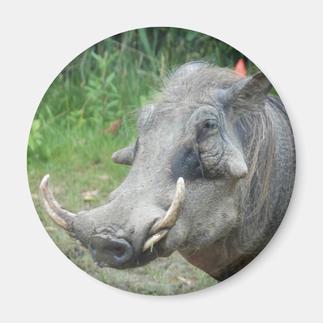 wort-hog10x10 magnet (Front)