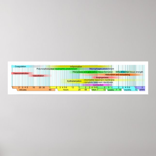 Wound Healing Phases Diagram Poster (Front)