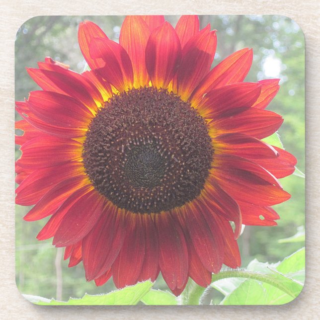 Wowee Sunflower Coaster! Coaster (Front)