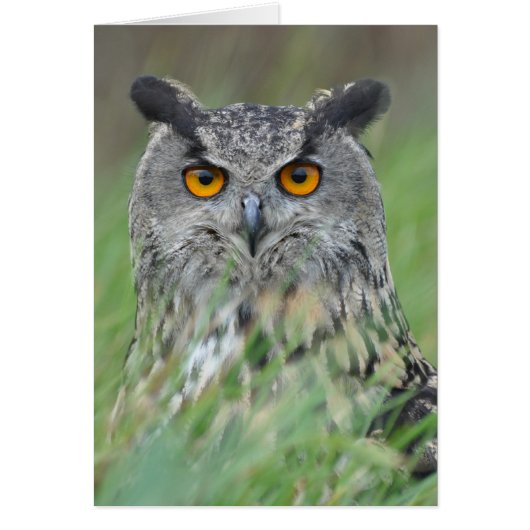 Wowl Cards (Front)