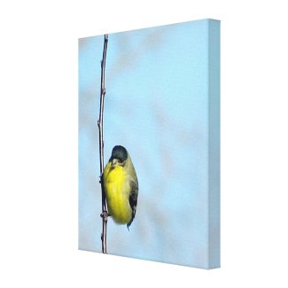 Wrapped Canvas - Angry Finch