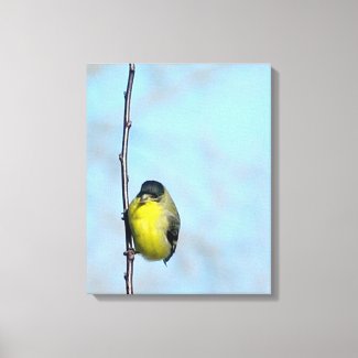 Wrapped Canvas - Angry Finch