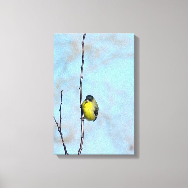 Wrapped Canvas - Angry Finch Print (Front)
