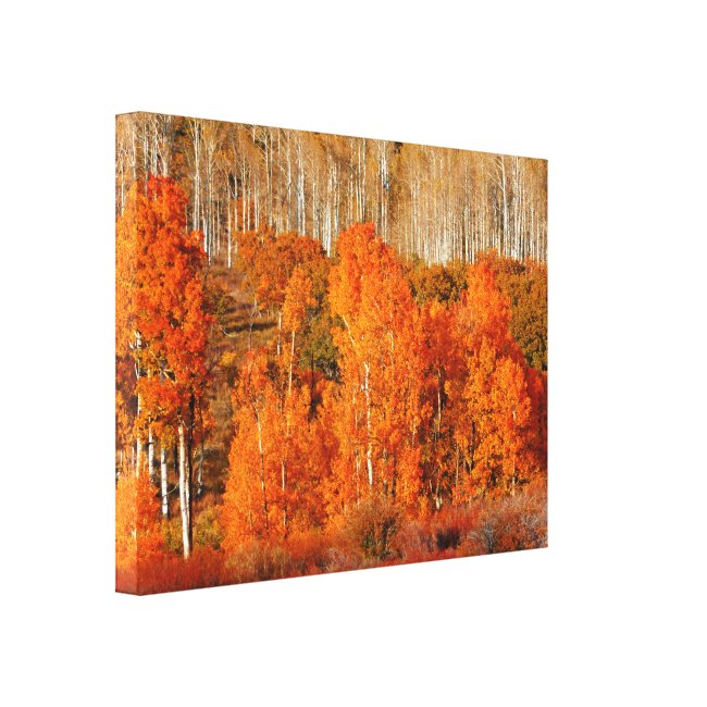 Wrapped Canvas Fine Art Orange Aspen Autumn Fall