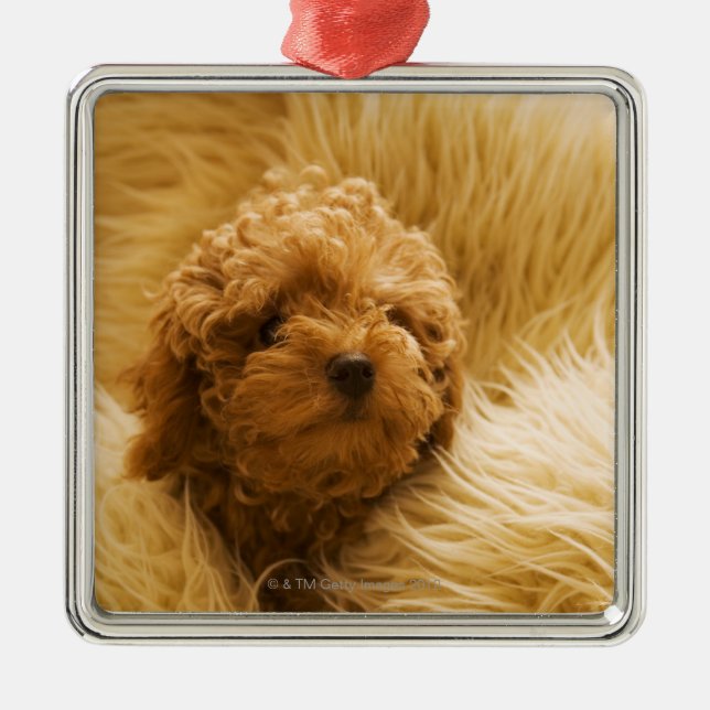 Wrapped up Poodle Metal Ornament (Front)