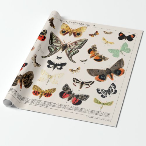 WRAPPING PAPER  ANTIQUE BUTTERFLY AND MOTH CHART