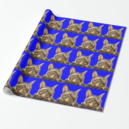 Wrapping Paper Cornish Rex Tiger Cat Blue