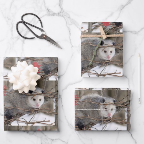 Wrapping Paper Sheets Opossum Nature