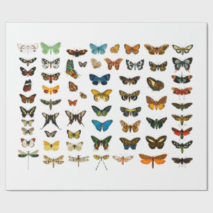 WRAPPING PAPER : VINTAGE BUTTERFLY CHART