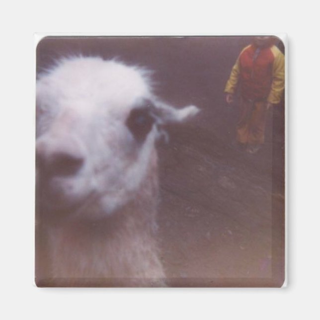 Wrecked 'Um Llama Magnet (Front)