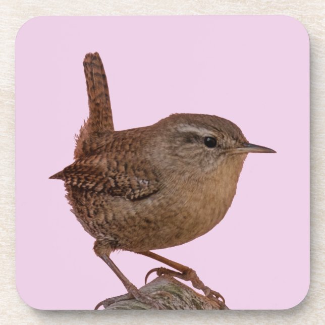 Wren Beverage Coaster (Front)