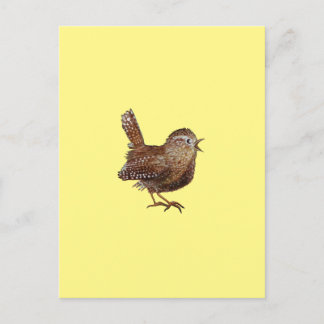 Wren Bird (Troglodytes Troglodytes) Postcard