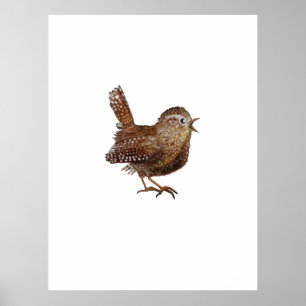 Wren Bird (Troglodytes Troglodytes) Poster