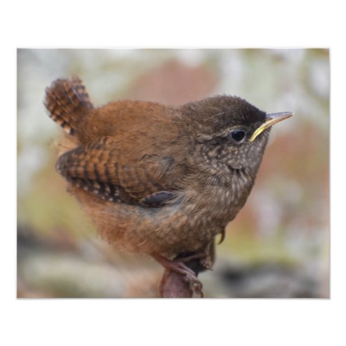 Wren Photo Print