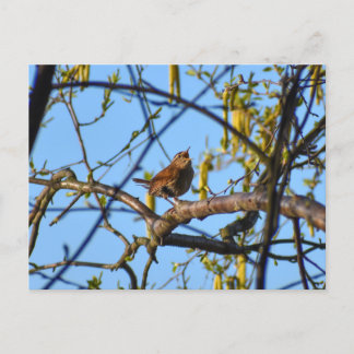 Wren  postcard