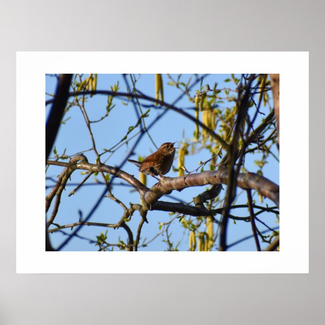 Wren  poster (Front)