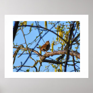 Wren  poster