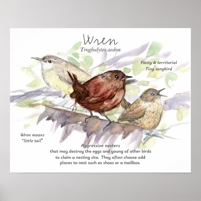 Wren Songbird Study Nature Wildlife Art Poster (Front)
