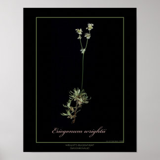 Wright's Buckwheat Botanical Art Print