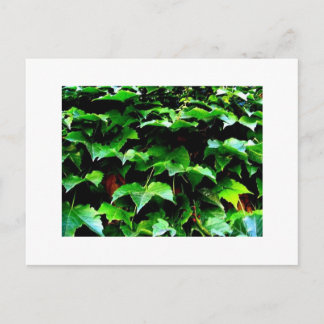 Wrigley Field Ivy Postcard