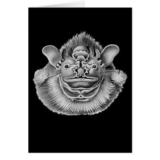 Wrinkle-faced Bat Cards (Front)