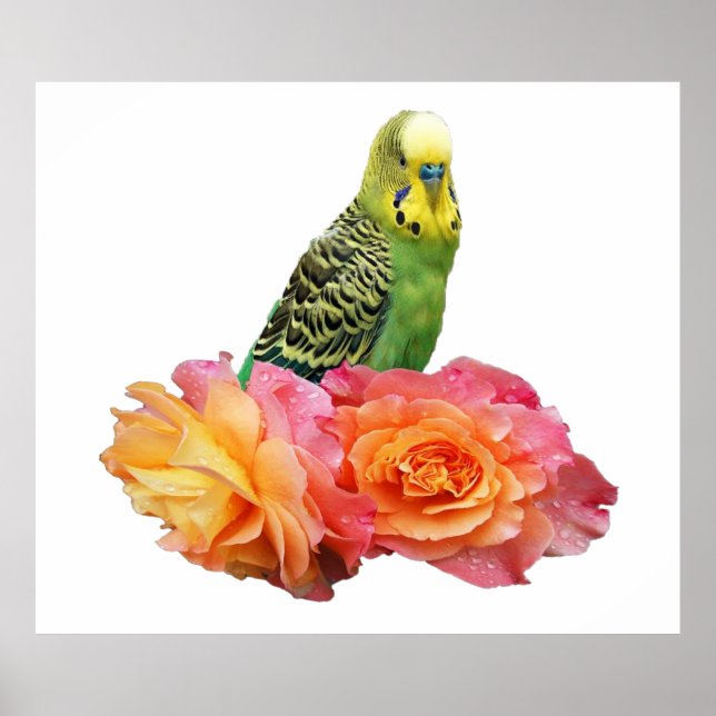 Wunderbares Wellensittich Poster (Front)