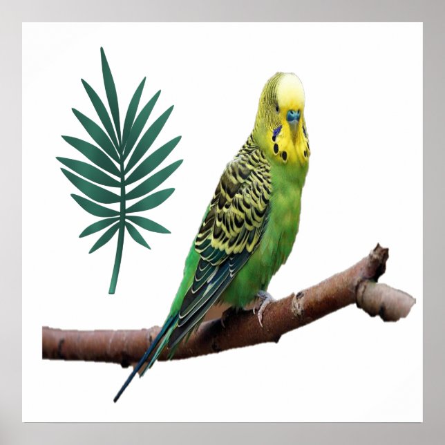 Wunderbares Wellensittich Poster (Front)
