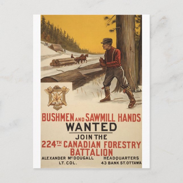 WW I ~ 224th Canadian Forestry Battalion 1915 Postcard (Front)