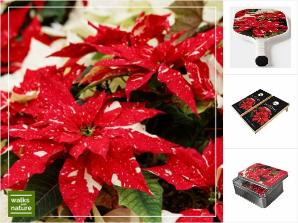 WWN/EO Christmas Poinsettias Collection