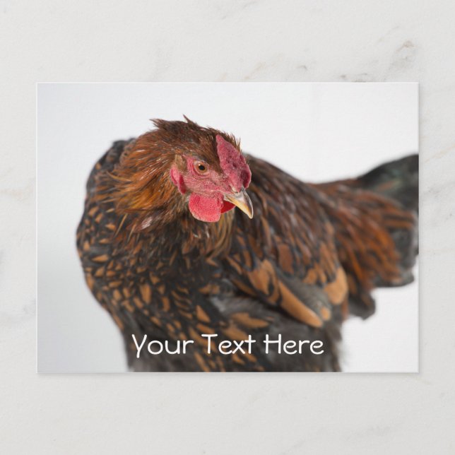 Wyandotte Chicken Postcard (Front)