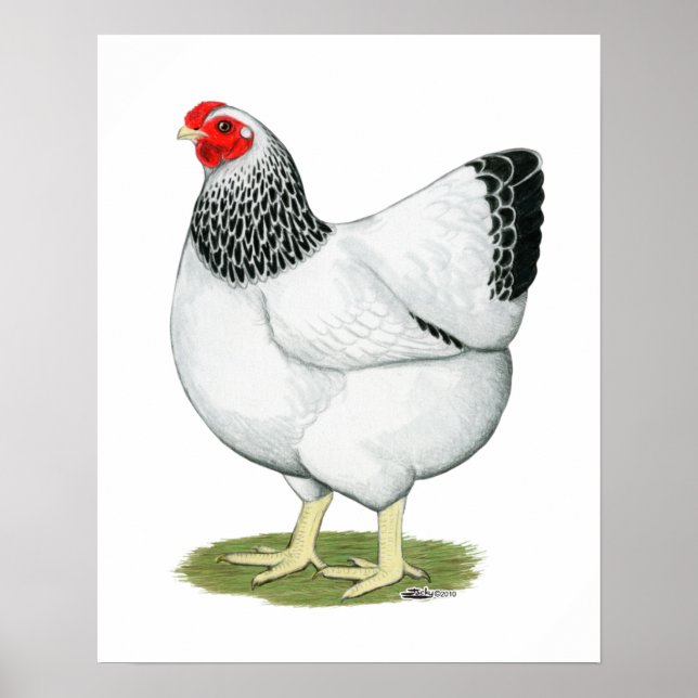 Wyandotte:  Columbian Hen Poster (Front)